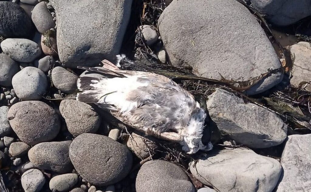 色丹島と択捉島で発見された鳥の死骸 死因は鳥インフルエンザと判明 - 北方領土特急便